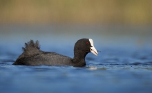 Łyska  - Fulica atra