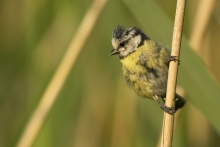 czas pierzenia 
