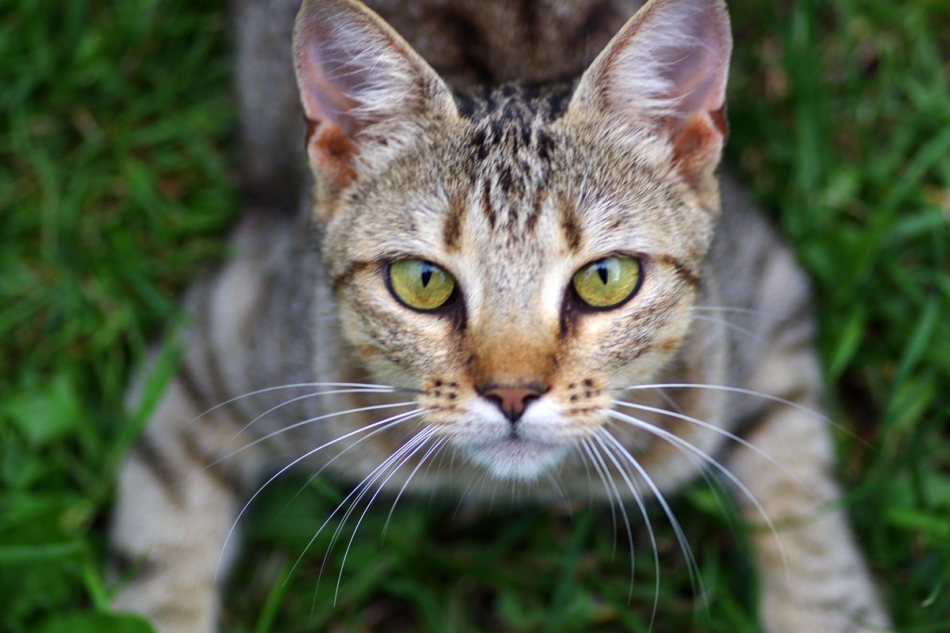 bogusia - żaba. . Zdjęcie 173712