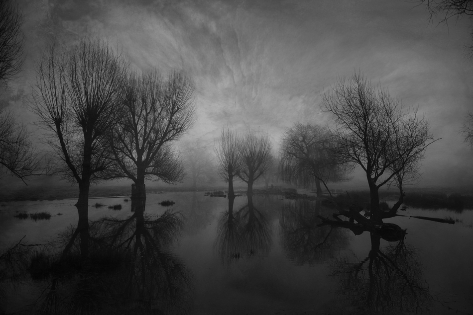 robin74r - Into the Trees.... . Zdjęcie 333957