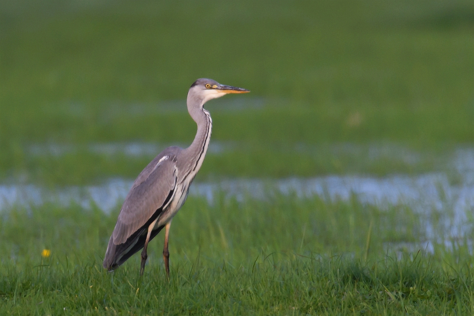 tomeq67 - Siwucha.. . Zdjęcie 301680