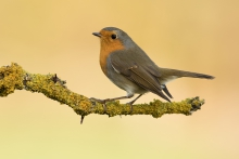 Robin