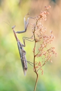 Mantis religiosa