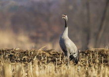 Głośny poranek