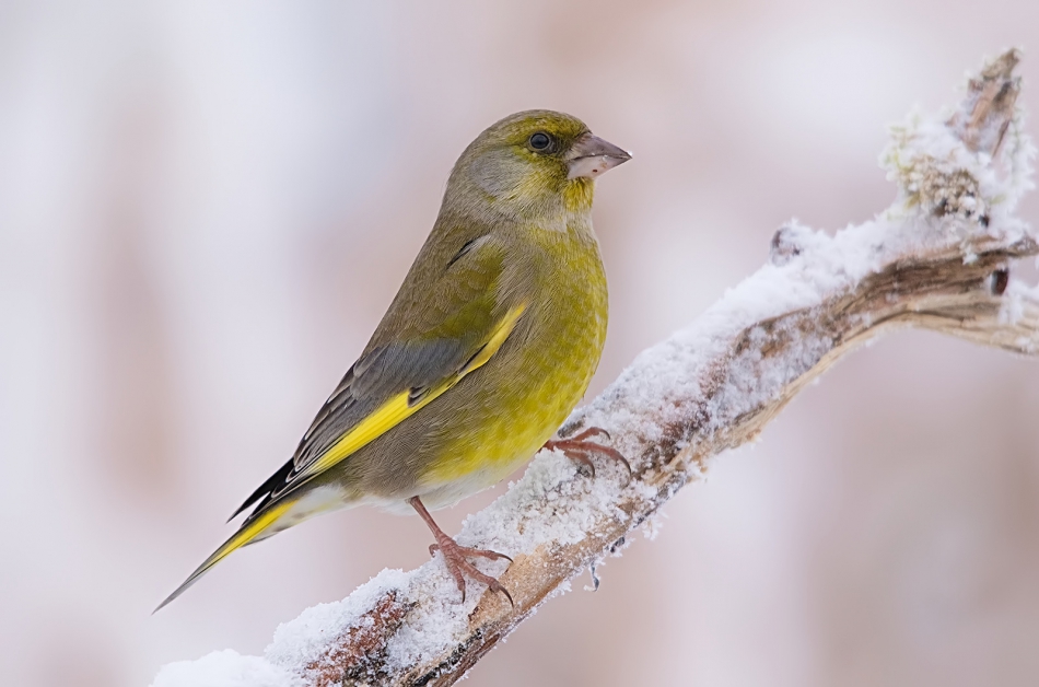 roman53 - . . Zdjęcie 310655