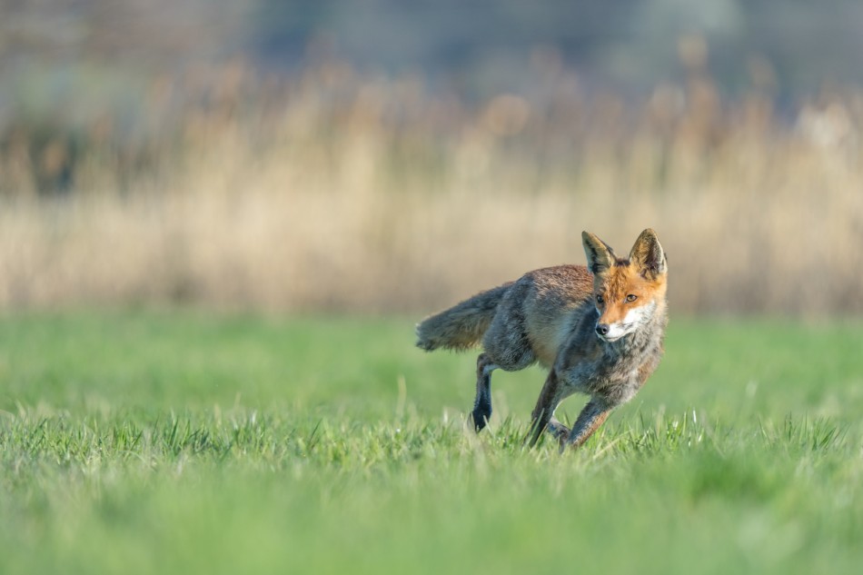 Galop. Lis (Vulpes vulpes) Przyroda naszego regionu - Gorzyce. Sony ILCE-1+Sony SEL200600G FE 200-600mm f/5.6-6.3 G OSS. Przysłona: F/6,3-Czas ekspozycji-1/1250 s-ISO-500-Ogniskowa-481 mm.. Zdjęcie 339767
