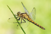 Orthetrum cancellatum