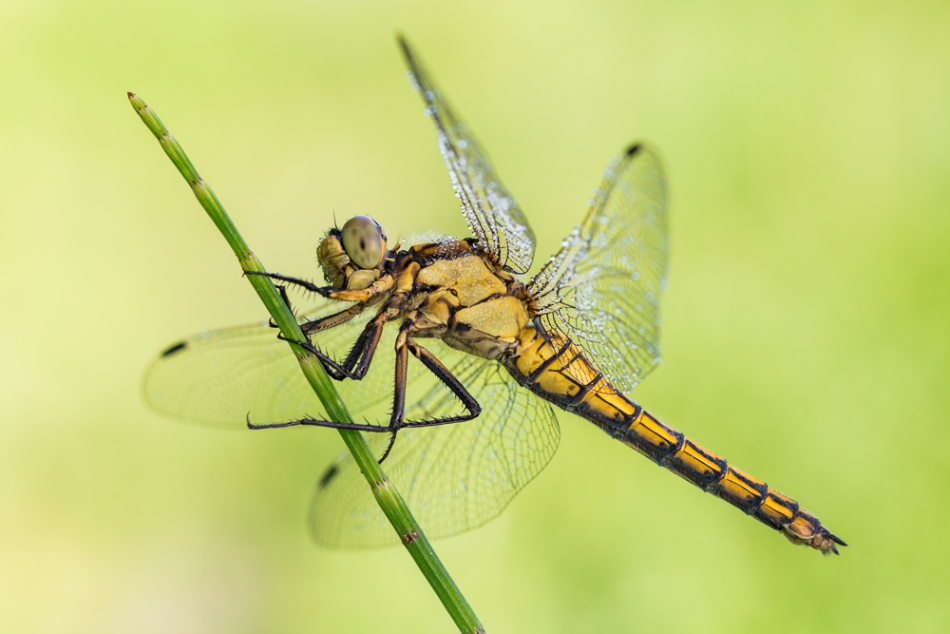 prajzner - Orthetrum cancellatum. PE. Zdjęcie 169827