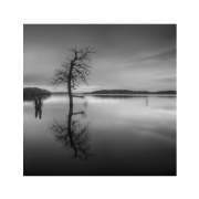 Trossachs Trees