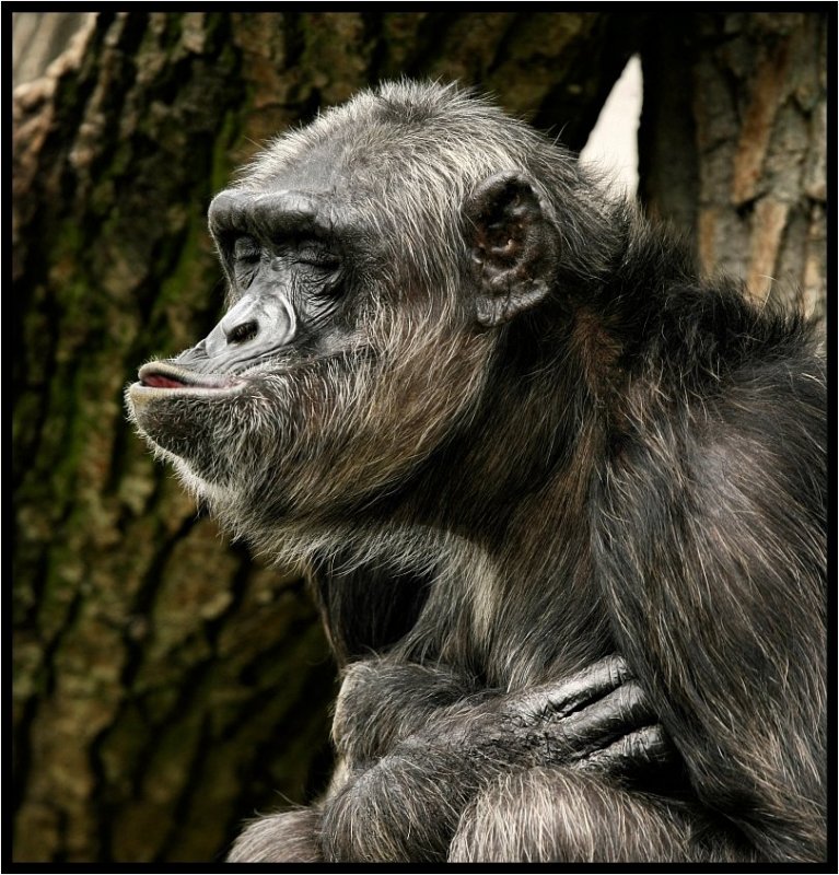 polanski - Człowiek? to brzmi dumnie..:)2. DAJ BUZIAKA:))))))))))). Zdjęcie 18056