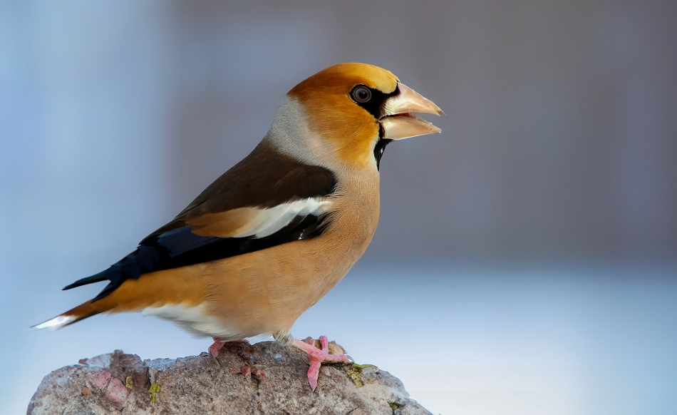 roman53 - . . Zdjęcie 328182