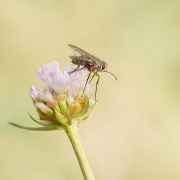 Mucha domowa (Musca dom...