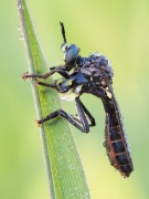 Dioctria atricapilla