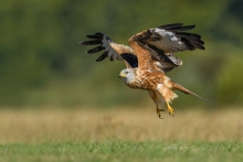 Kania Ruda, Red Kite (M...