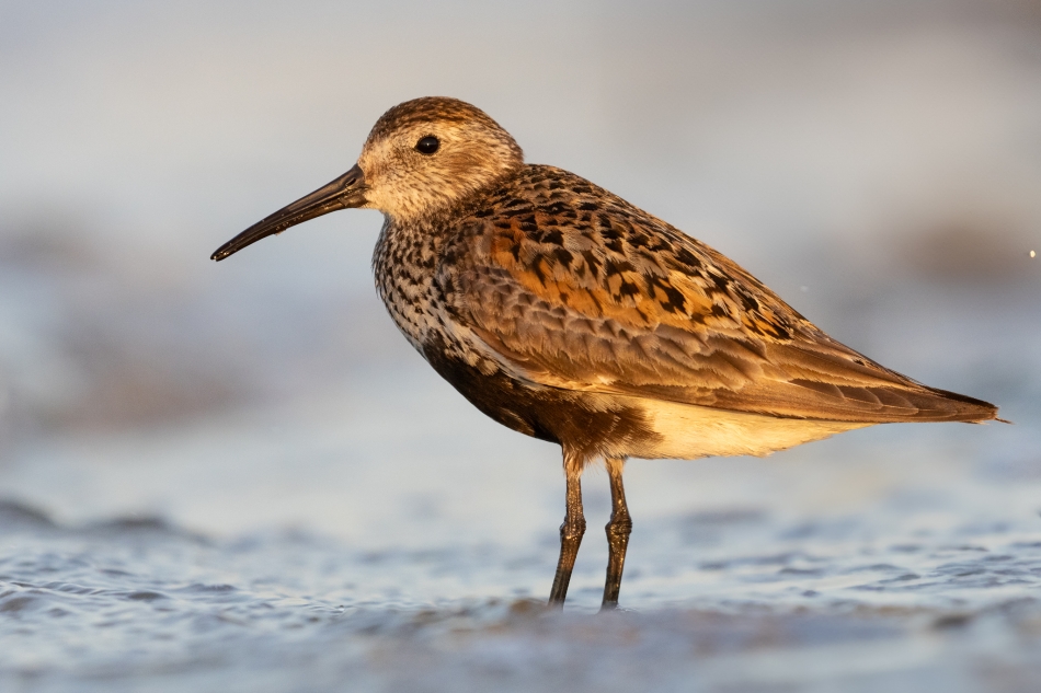 prajzner - Biegus zmienny. . Zdjęcie 336544