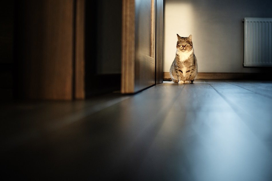 daj jeść . daj jeść . Zdjęcie 337799