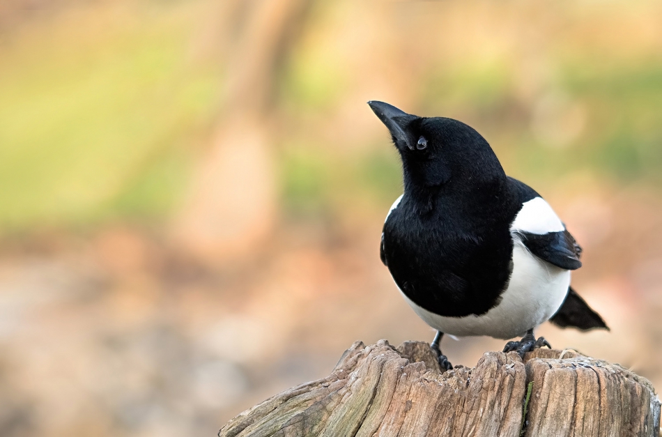 roman53 - . . Zdjęcie 297129