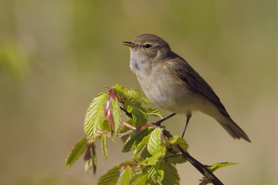bodzio - Pierwiosnek . . Zdjęcie 336677