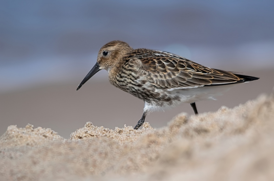 roman53 - Biegus zmienny. . Zdjęcie 310790