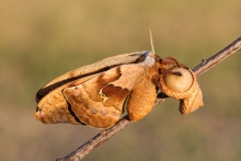 Antheraea polyphemus, i...