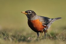 American Robin (Turdus ...