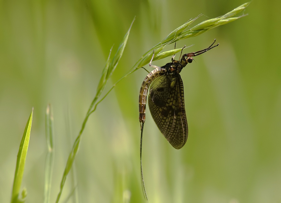 Jętka. . Zdjęcie 171078