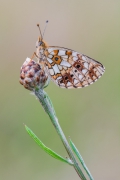 Boloria selene
