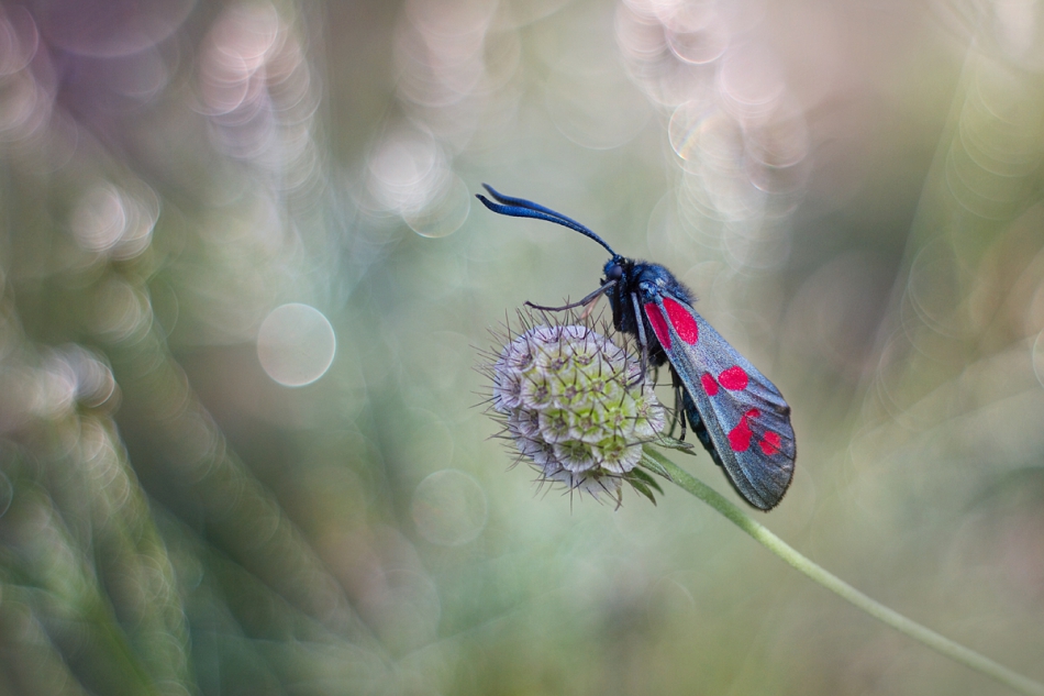 agnez - . PE. Zdjęcie 213149