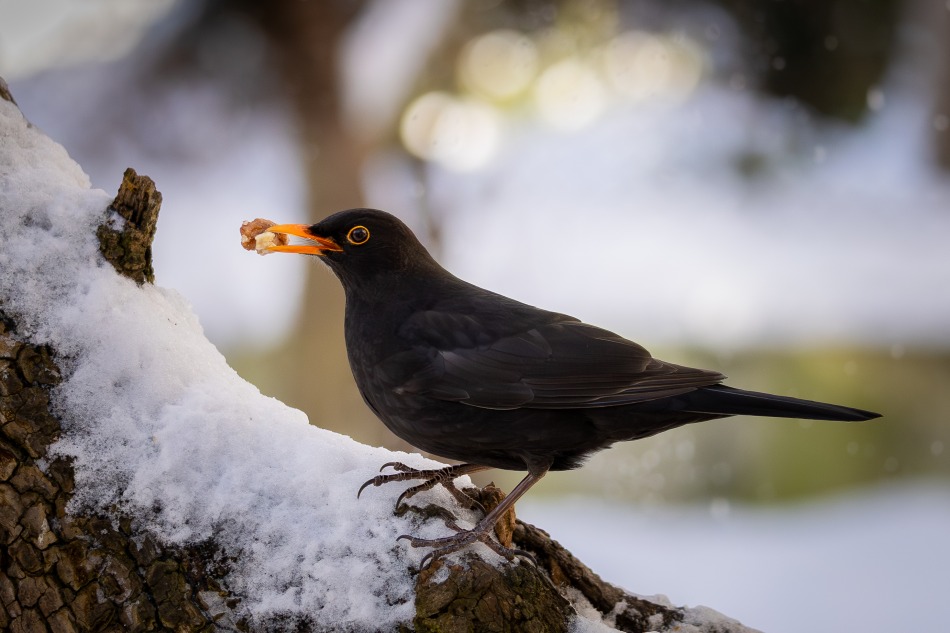 kos. . Zdjęcie 339315