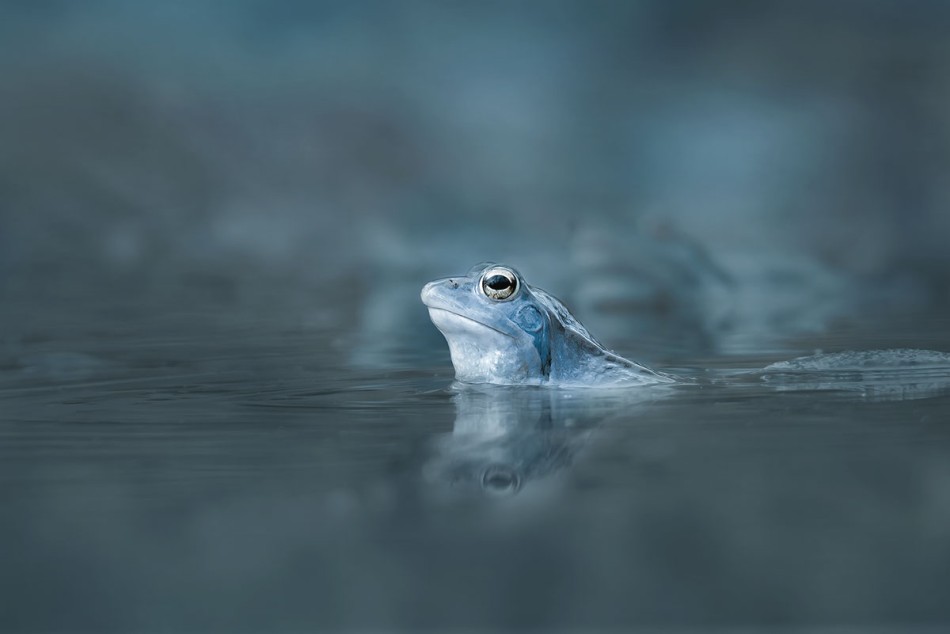 Żaba moczarowa. . Zdjęcie 339777