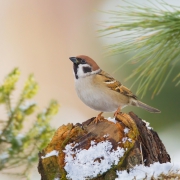 mazurek