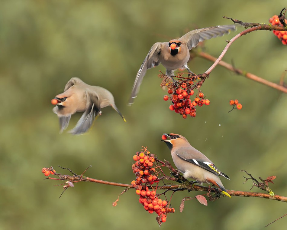 arkadiusz_fotografia - Jemiołuszki w natarciu na jarzębinie. . Zdjęcie 337856