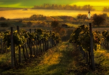 Moravský vinohrad