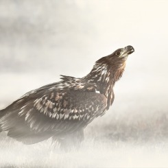 Młody bielik w mglistym krajobrazie