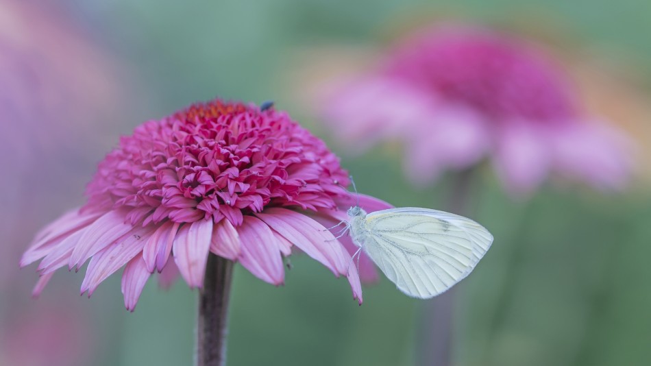 Letnie wspomnienia. Zapraszam na PE. Zdjęcie 338527