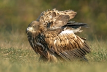 Bielik