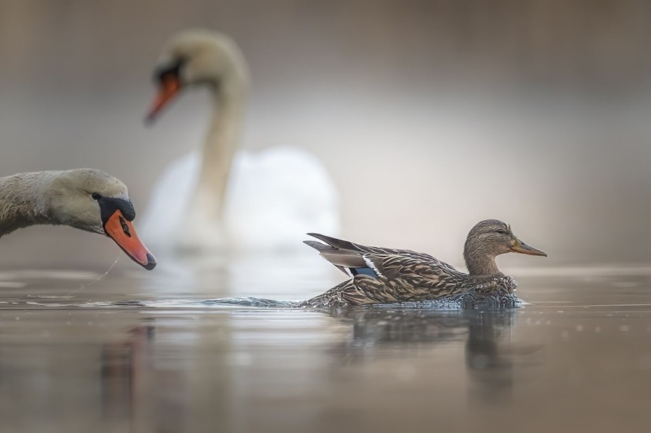 Łabędź z Krzyżówką. . Zdjęcie 339565