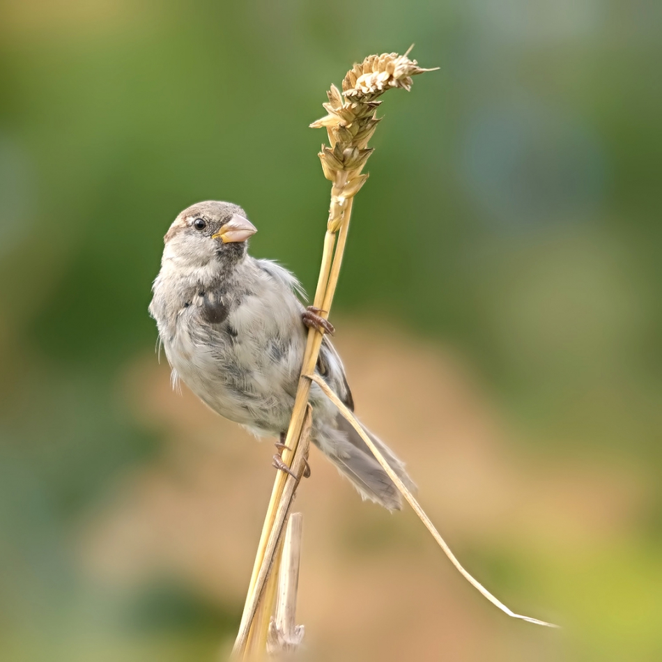 roman53 - . . Zdjęcie 298999