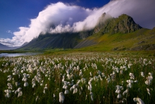 The white flowers