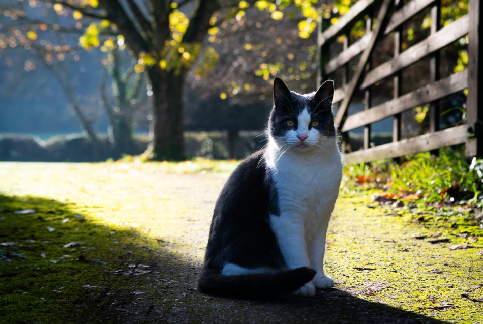 Słoneczny poranek. . Zdjęcie 337364