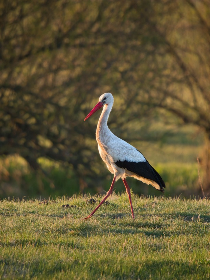 Dostojny spacerowicz. . Zdjęcie 339976