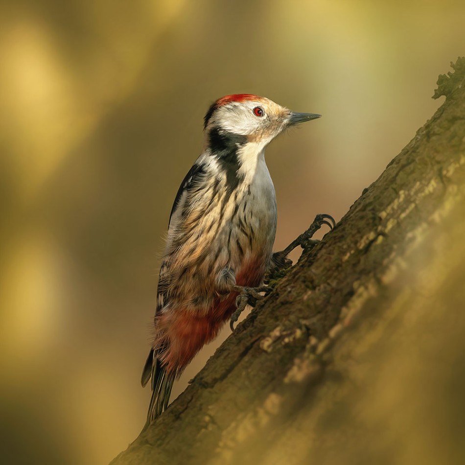 Dzięcioł średni. . Zdjęcie 339243