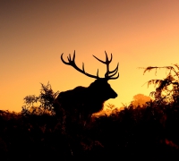 Gleams of the golden mo...