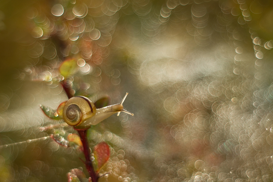 agnez - Sprinter. Pentacon 50/1.8. Zdjęcie 129511