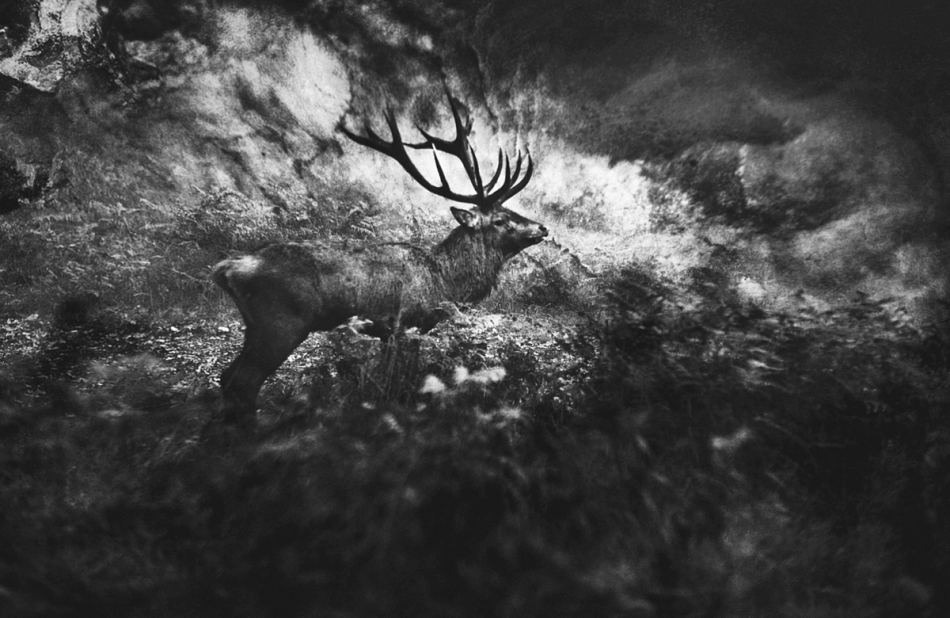 After Dark.... . Zdjęcie 314472