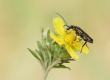 Zalęszczyca (Oedemera v...