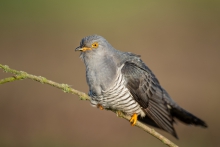Kukułka, Common Cuckoo ...