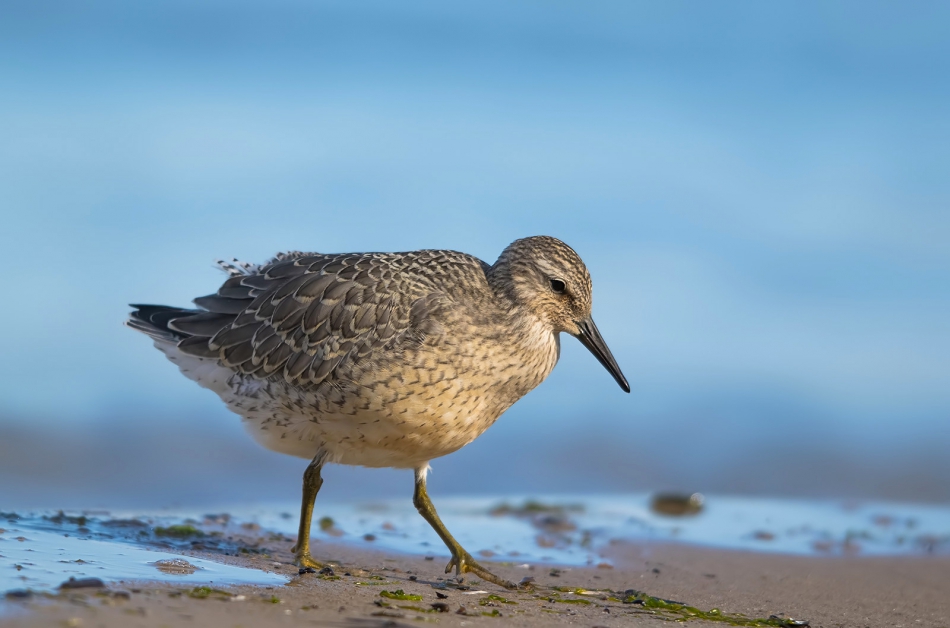 roman53 - Biegus rdzawy. . Zdjęcie 310295