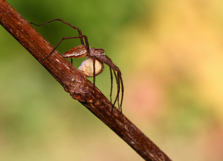 ktosiu - .... . Zdjęcie 86711