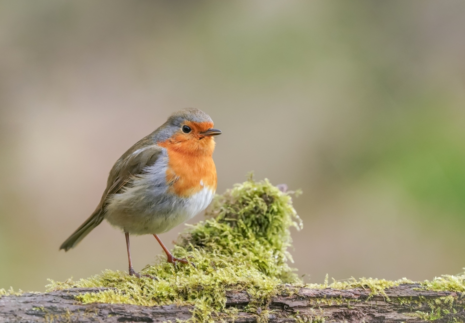 amigamedia - Bo rude jest piękne. Rudzik (Erithacus rubecula) Przyroda naszego regionu - Czyżowice. Sony ILCE-9+Sony SEL200600G FE 200-600mm f/5.6-6.3 G OSS. Przysłona: f/6,3; Czas ekspozycji: 1/200 s; ISO: 1600; Ogniskowa: 600 mm.. Zdjęcie 312420